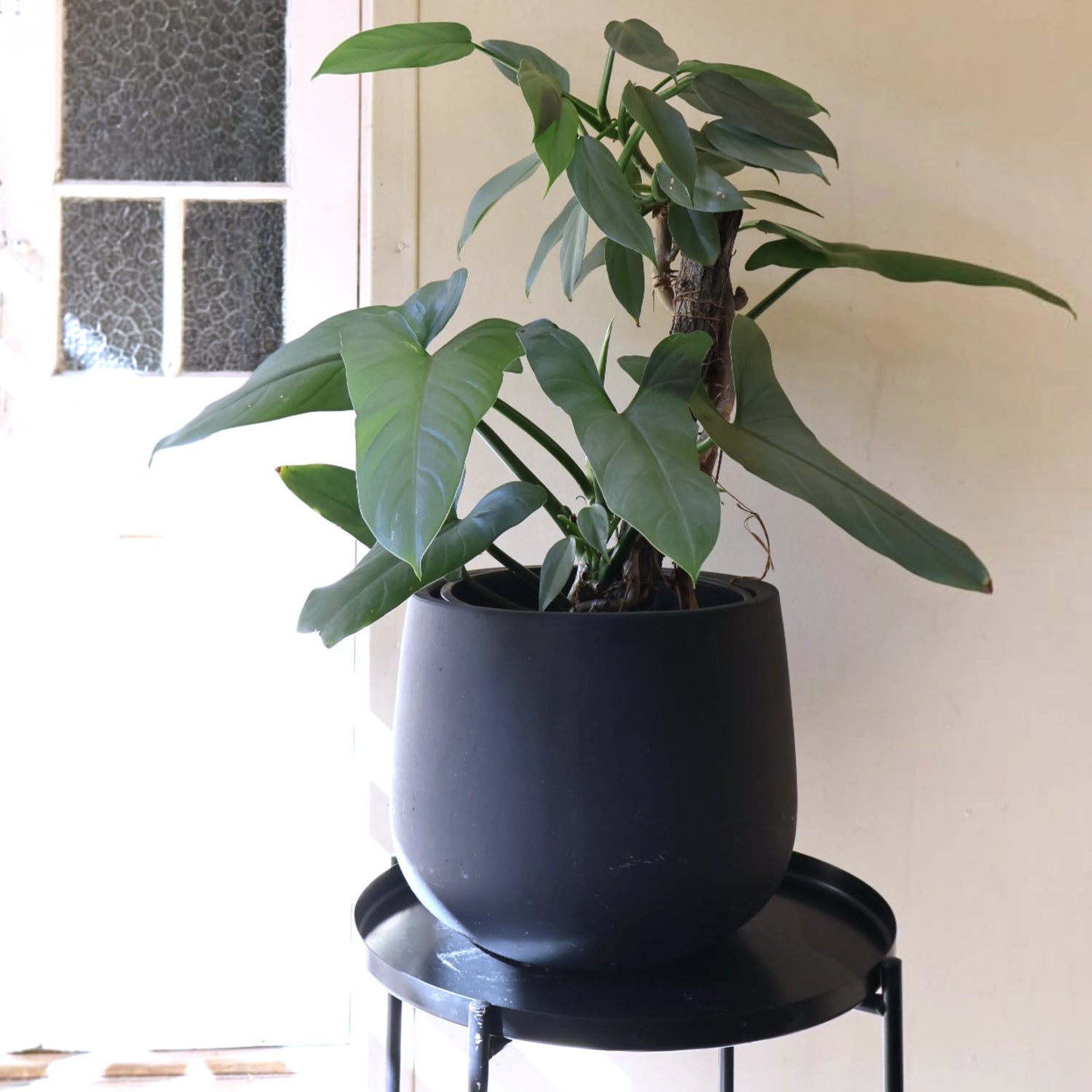 Philodendron Hastatum Silver Sword 120mm