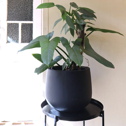 Philodendron Hastatum Silver Sword 120mm