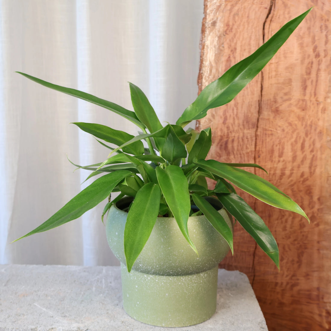 Philodendron Heather May 120mm