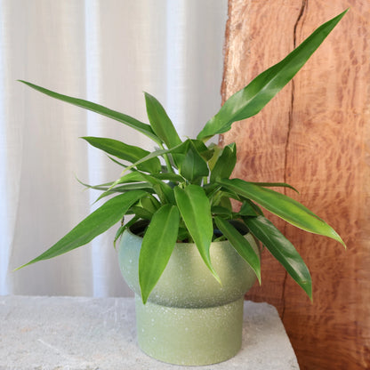 Philodendron Heather May 120mm