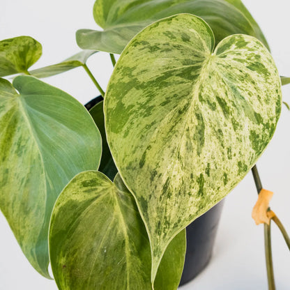 Philodendron hederaceum Variegata 125mm