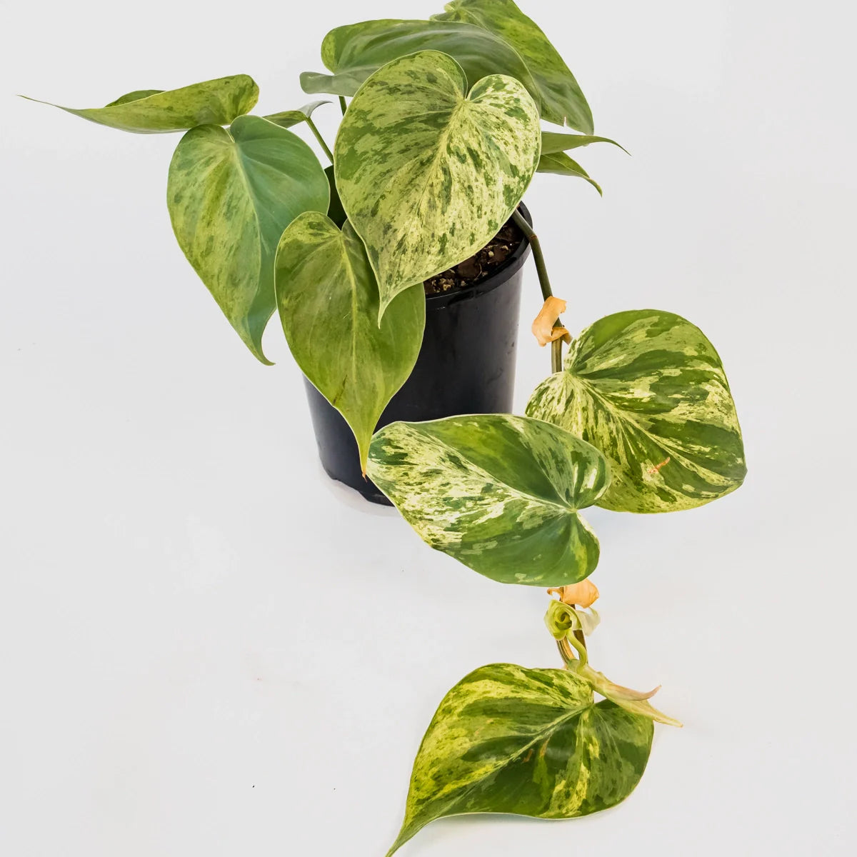 Philodendron hederaceum Variegata 125mm