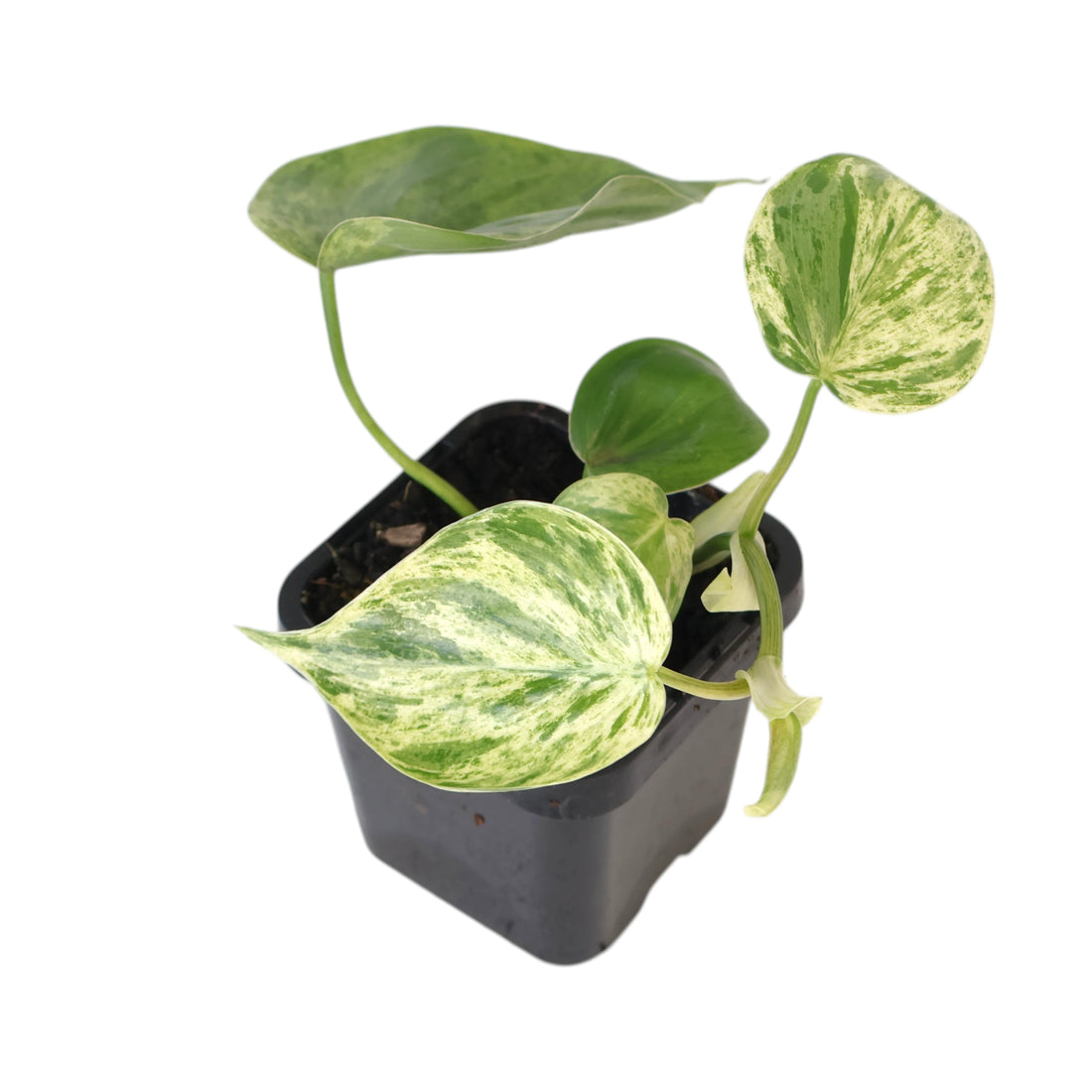 Philodendron Hederaceum Variegata 70mm