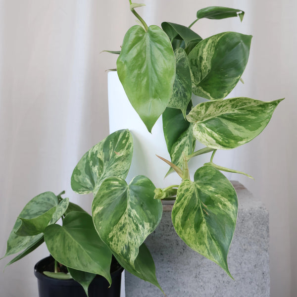 Variegated Heart Leaf Philodendron