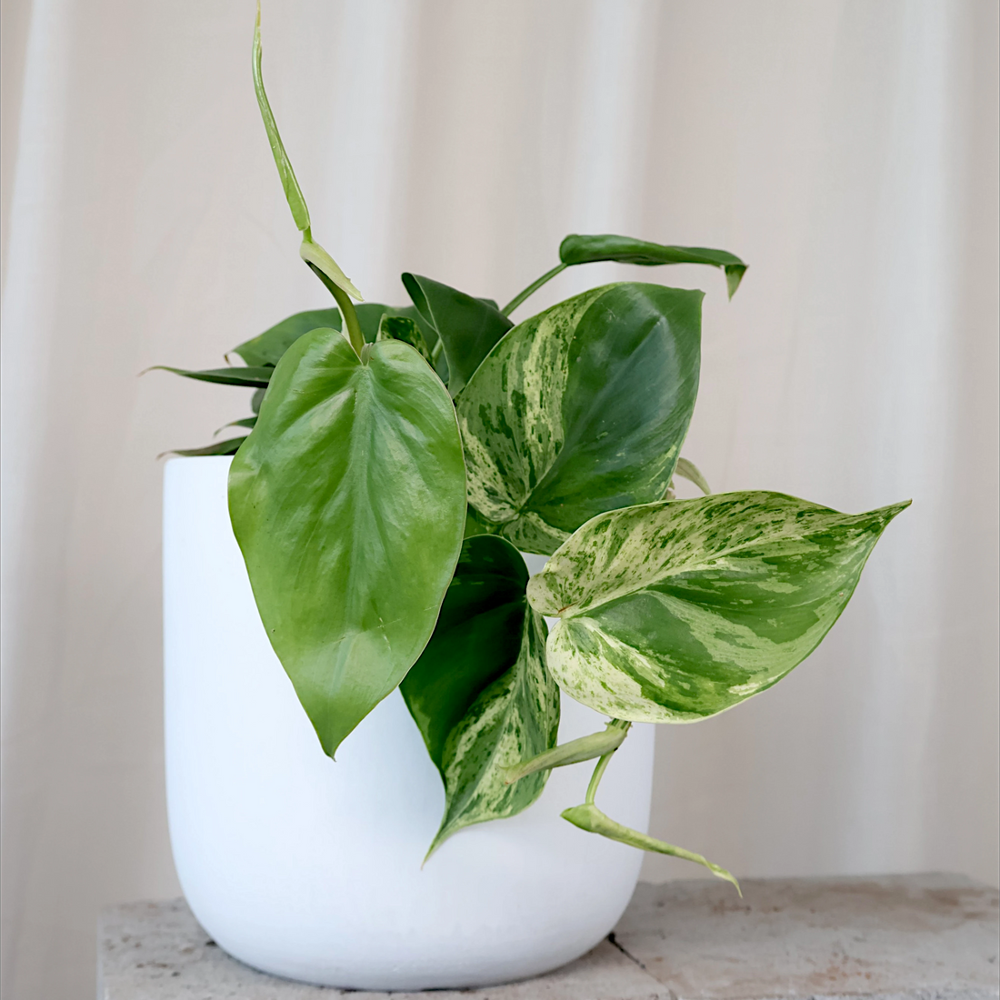 Philodendron Hederaceum Variegata 70mm