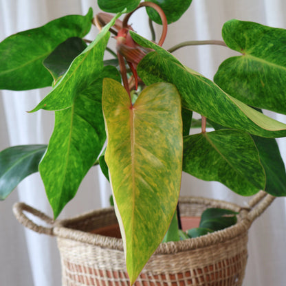 Philodendron Painted Lady 180mm