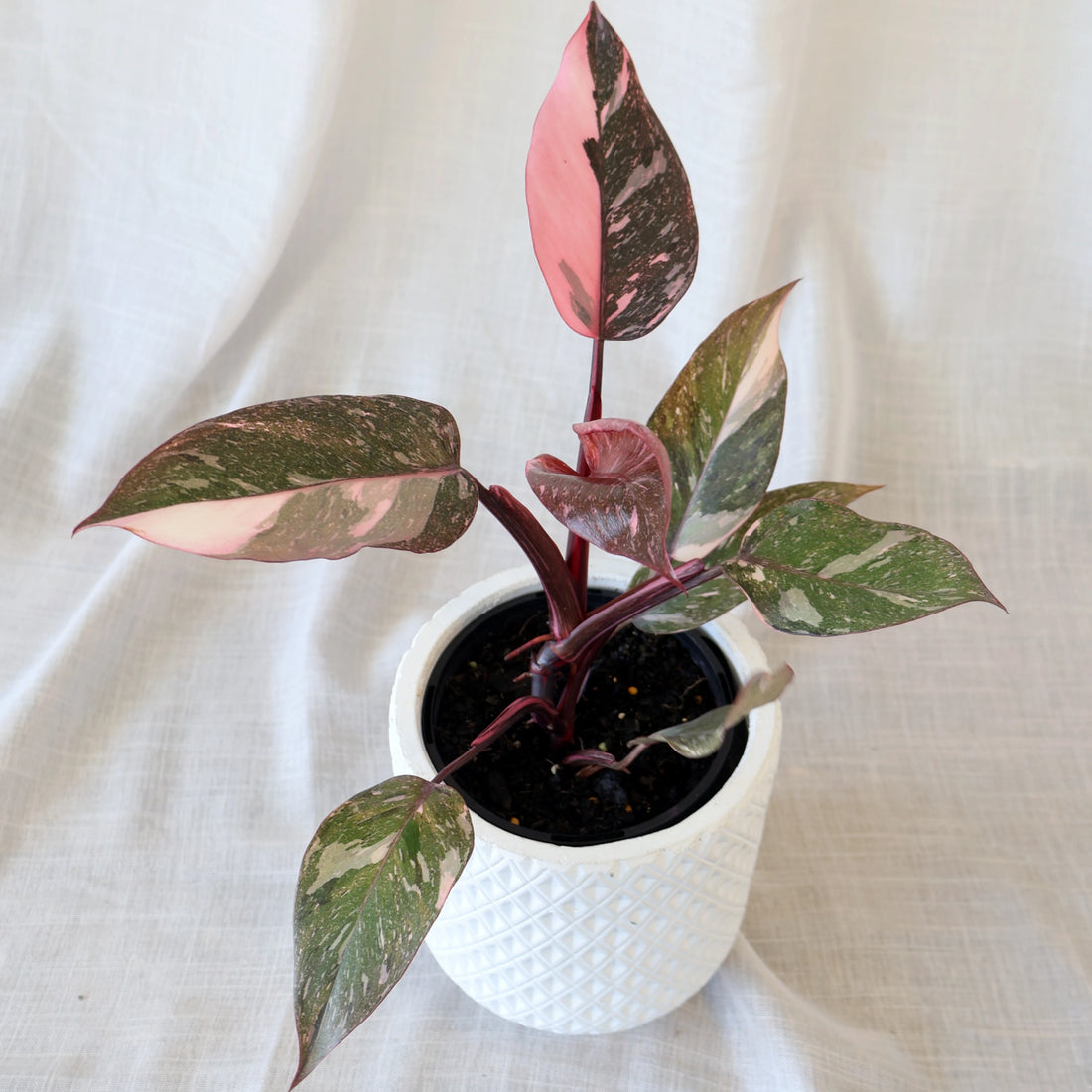 Philodendron Pink Galaxy 125mm