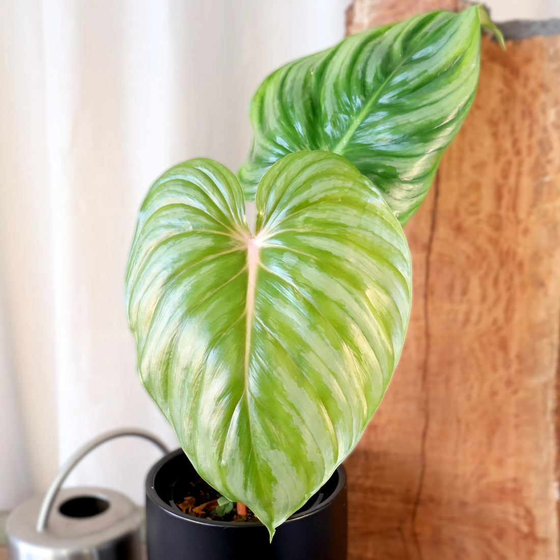Philodendron Plowmanii 140mm