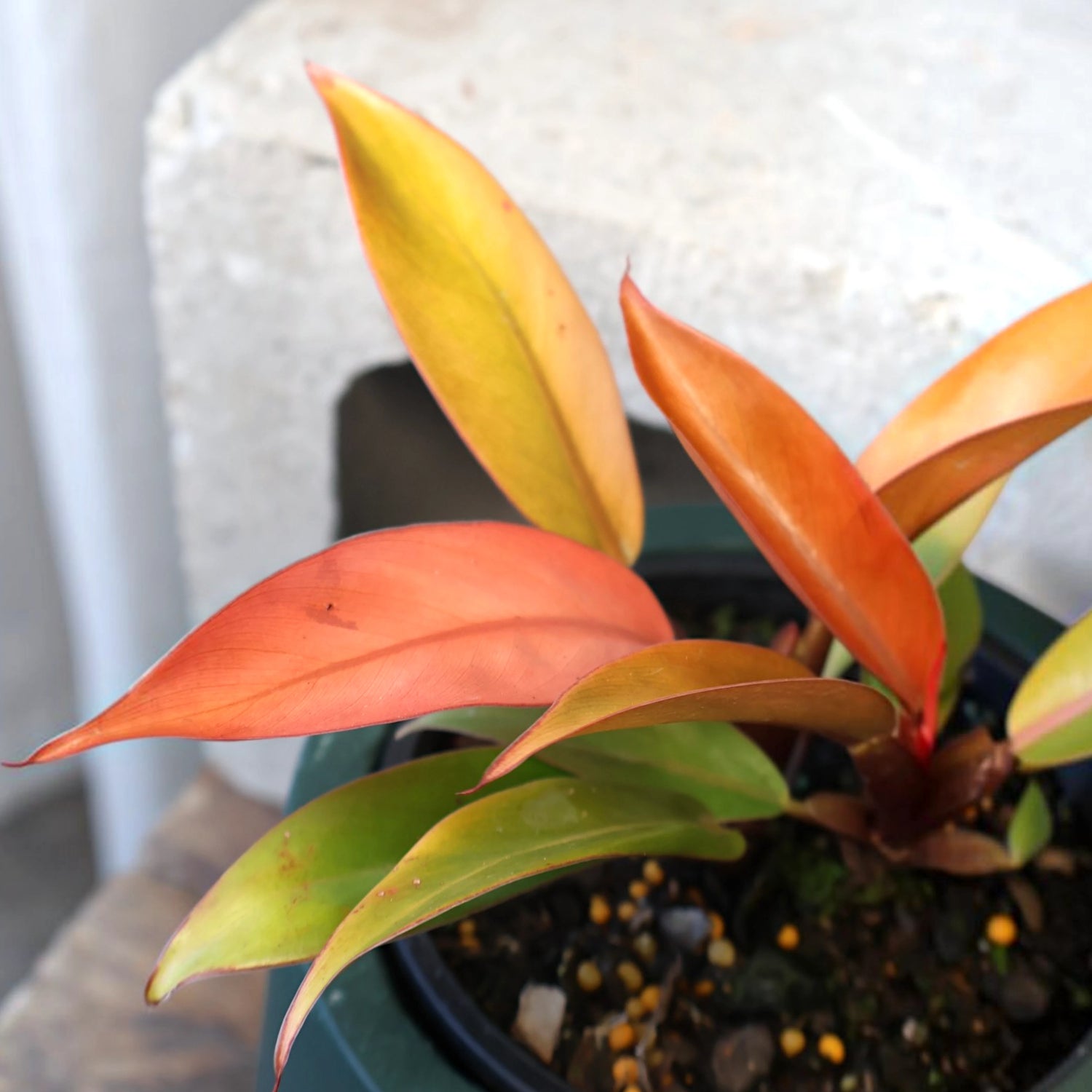 Philodendron Prince Of Orange 120mm