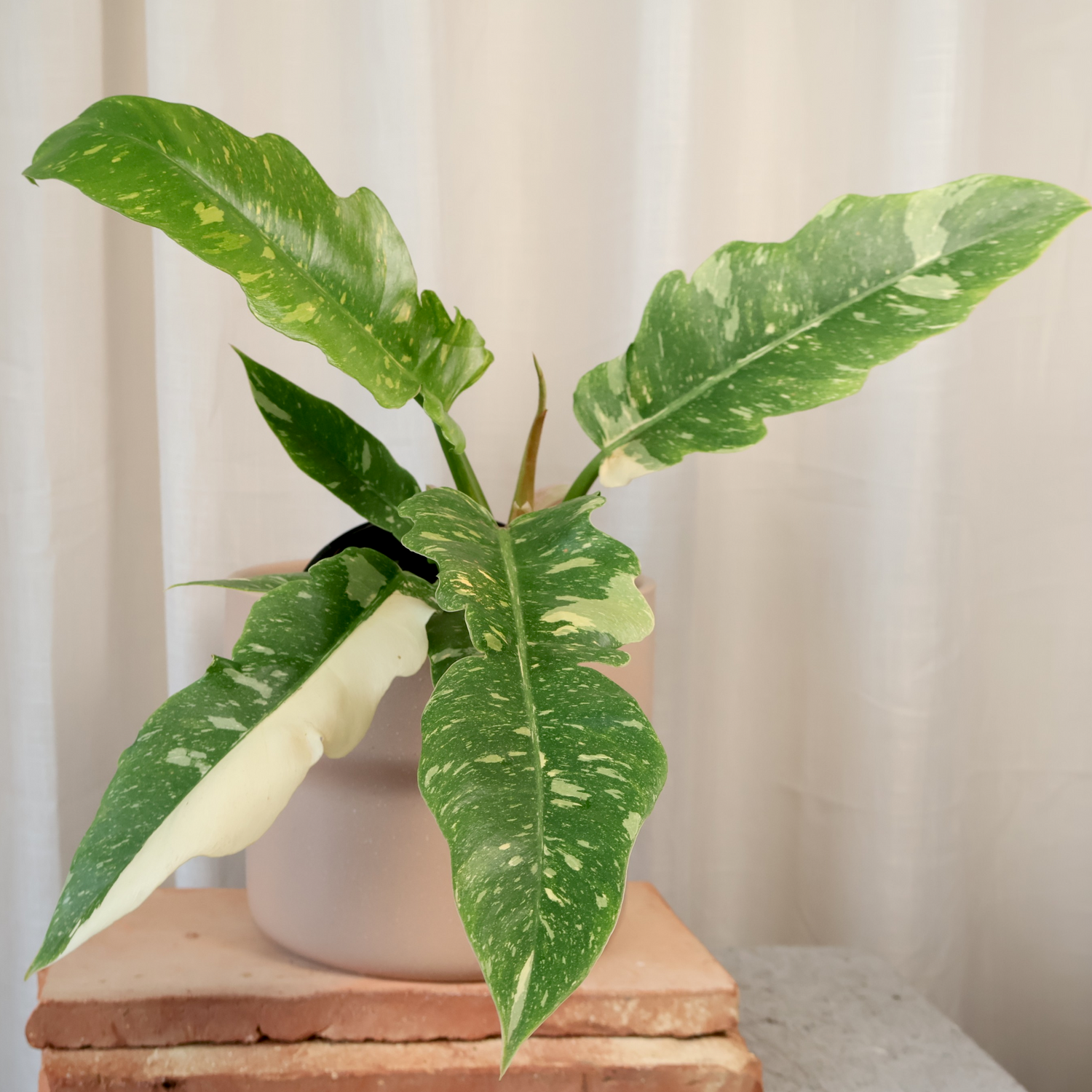 Philodendron Ring Of Fire 125mm