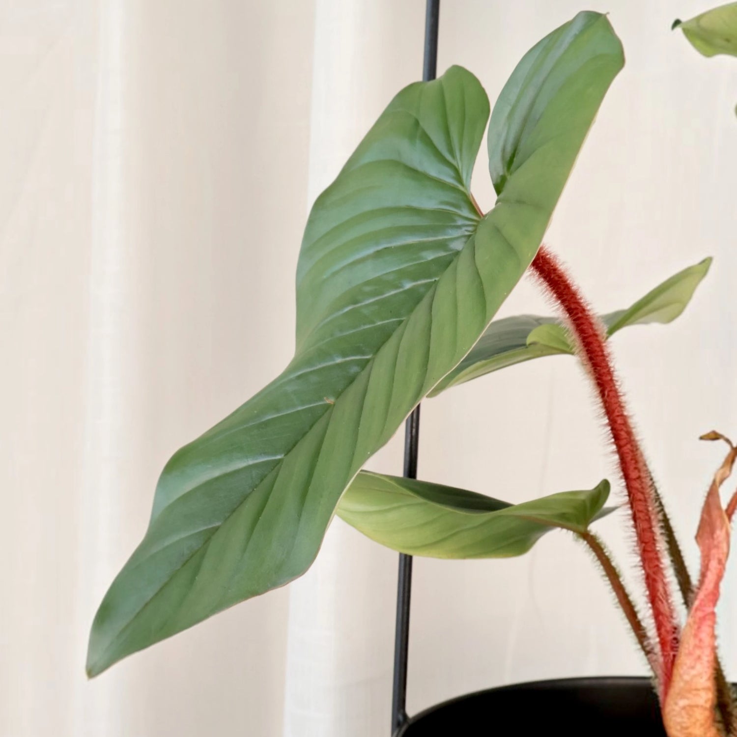 Philodendron squamicaule Serpens 125mm