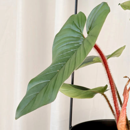 Philodendron squamicaule Serpens 125mm