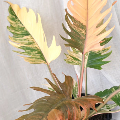 Philodendron serratum Caramel Marble 250mm