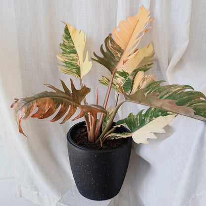 Philodendron serratum Caramel Marble 250mm