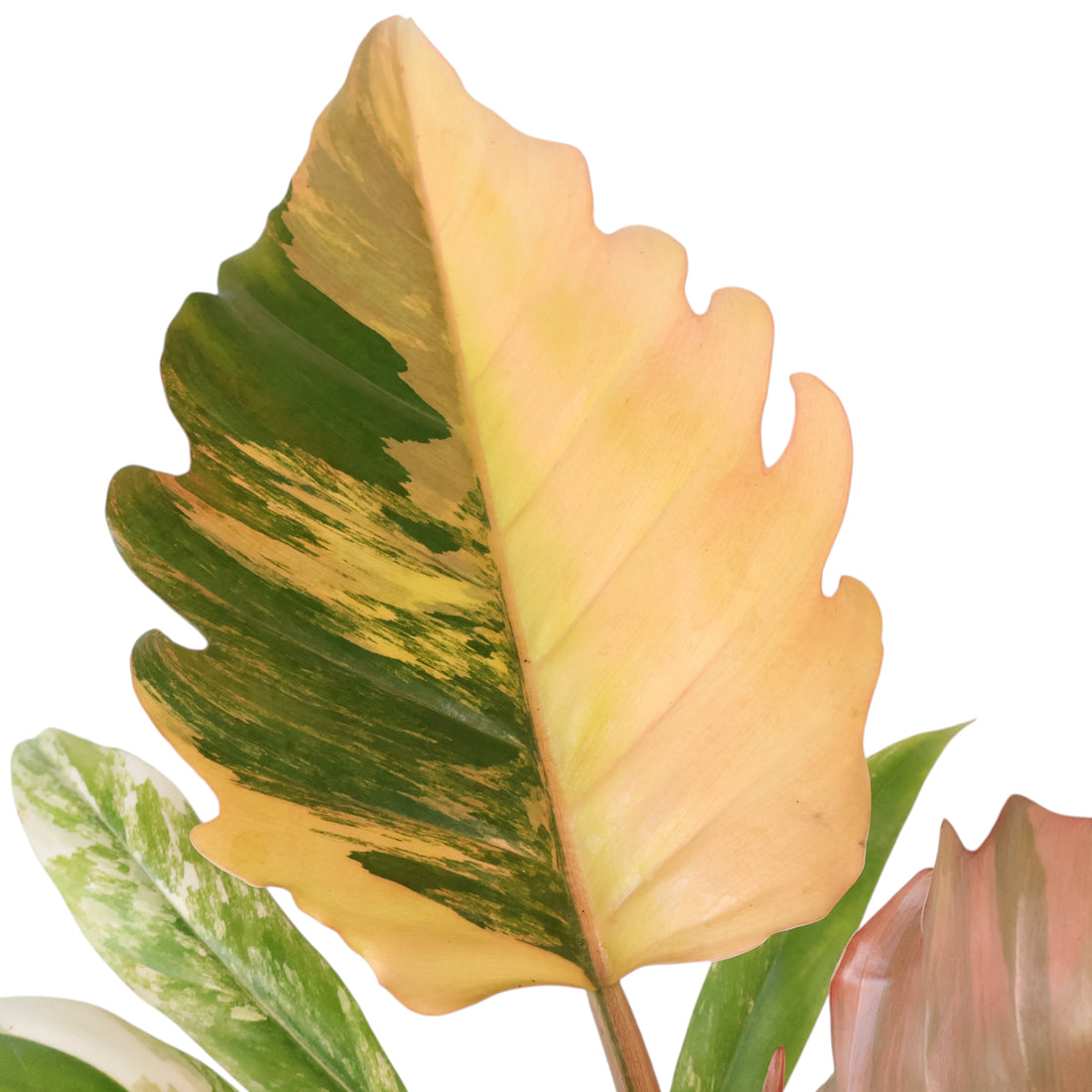 Philodendron serratum Caramel Marble 125mm