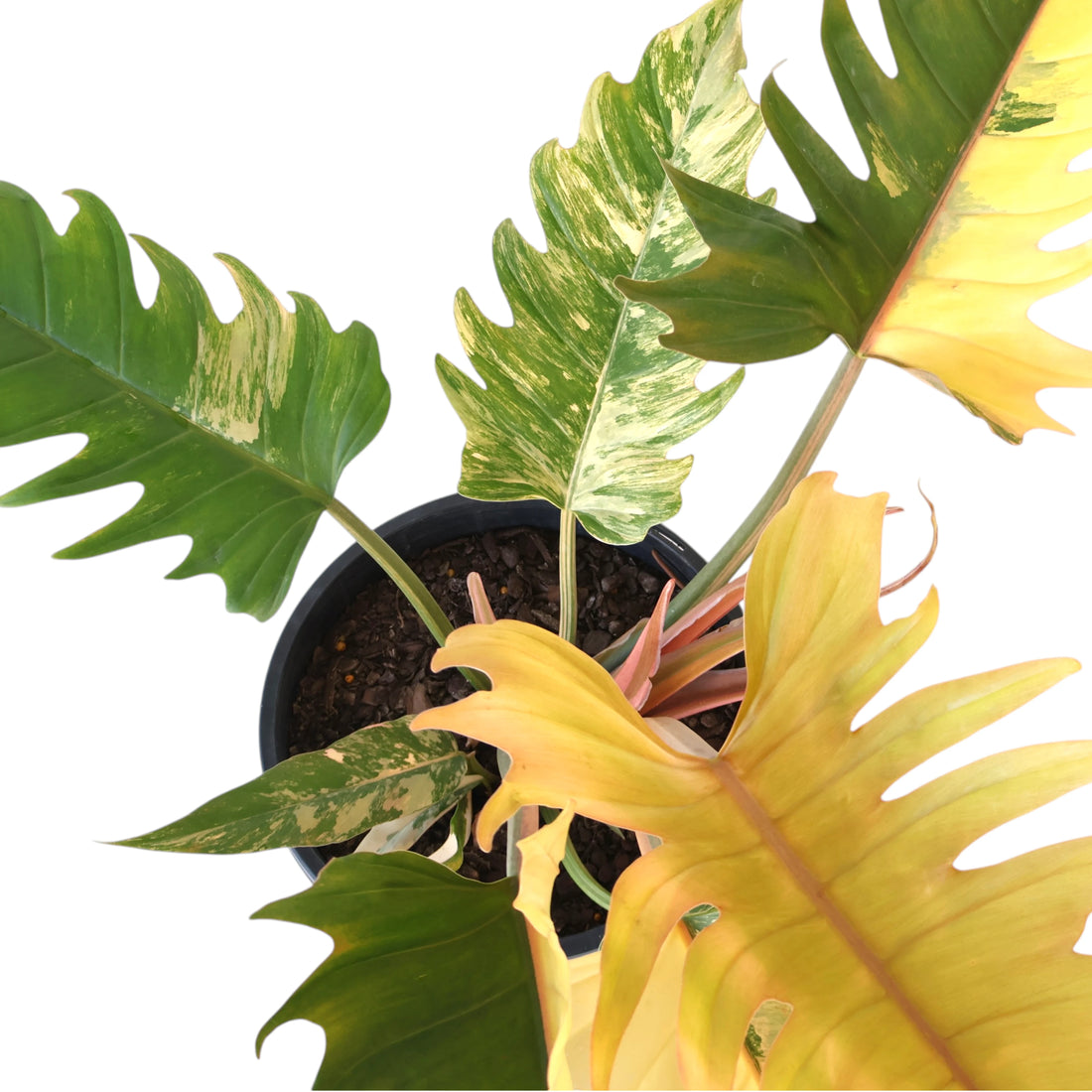 Philodendron serratum Caramel Marble 250mm