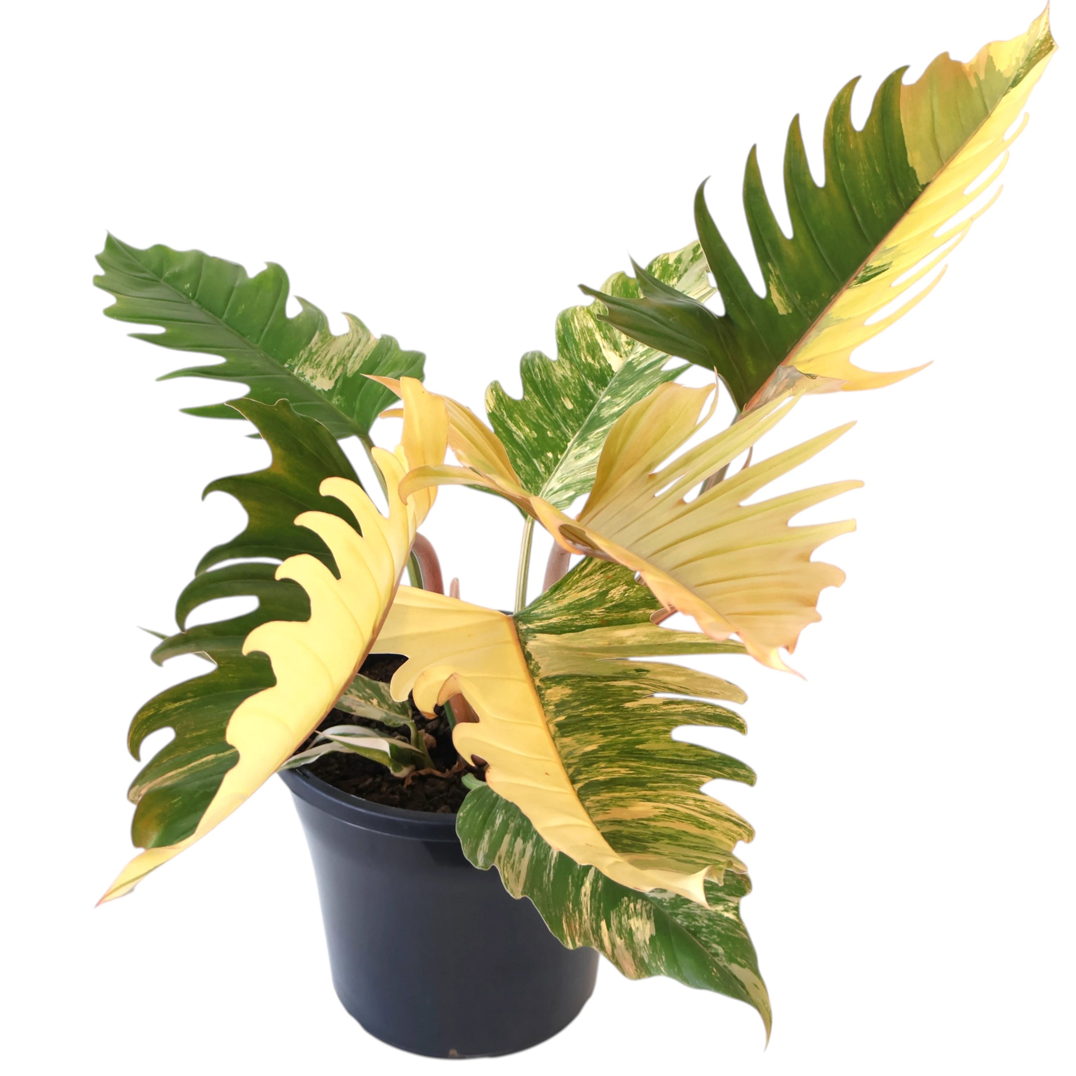 Philodendron serratum Caramel Marble 250mm