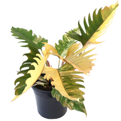 Philodendron serratum Caramel Marble 250mm
