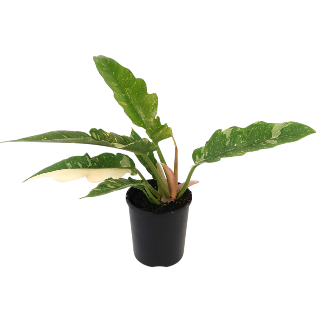 Philodendron Ring Of Fire 125mm