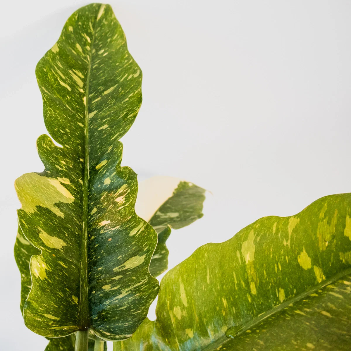 Philodendron serratum Ring Of Fire 125mm
