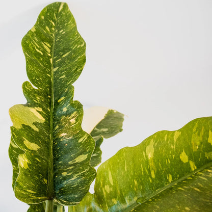 Philodendron serratum Ring Of Fire 125mm