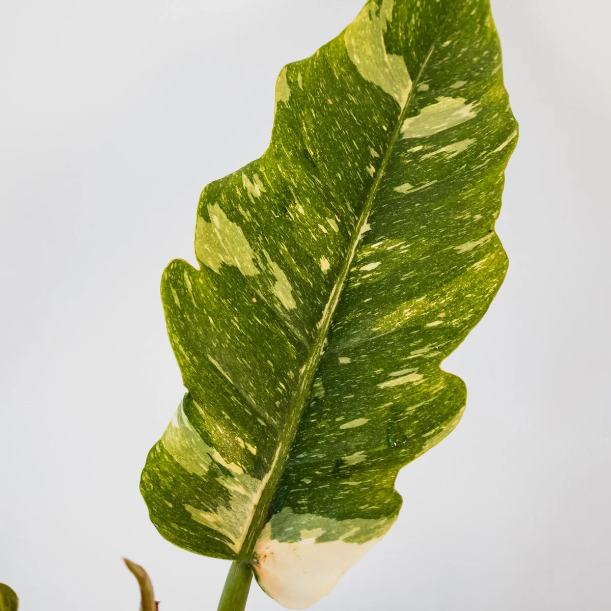 Philodendron serratum Ring Of Fire 125mm