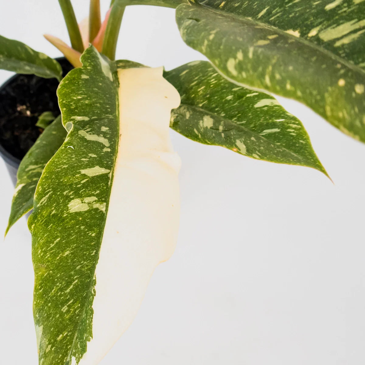 Philodendron serratum Ring Of Fire 125mm