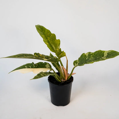 Philodendron serratum Ring Of Fire 125mm