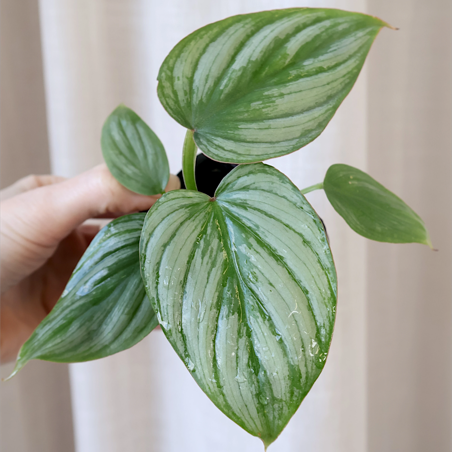 Philodendron mamei Silver Cloud 70mm
