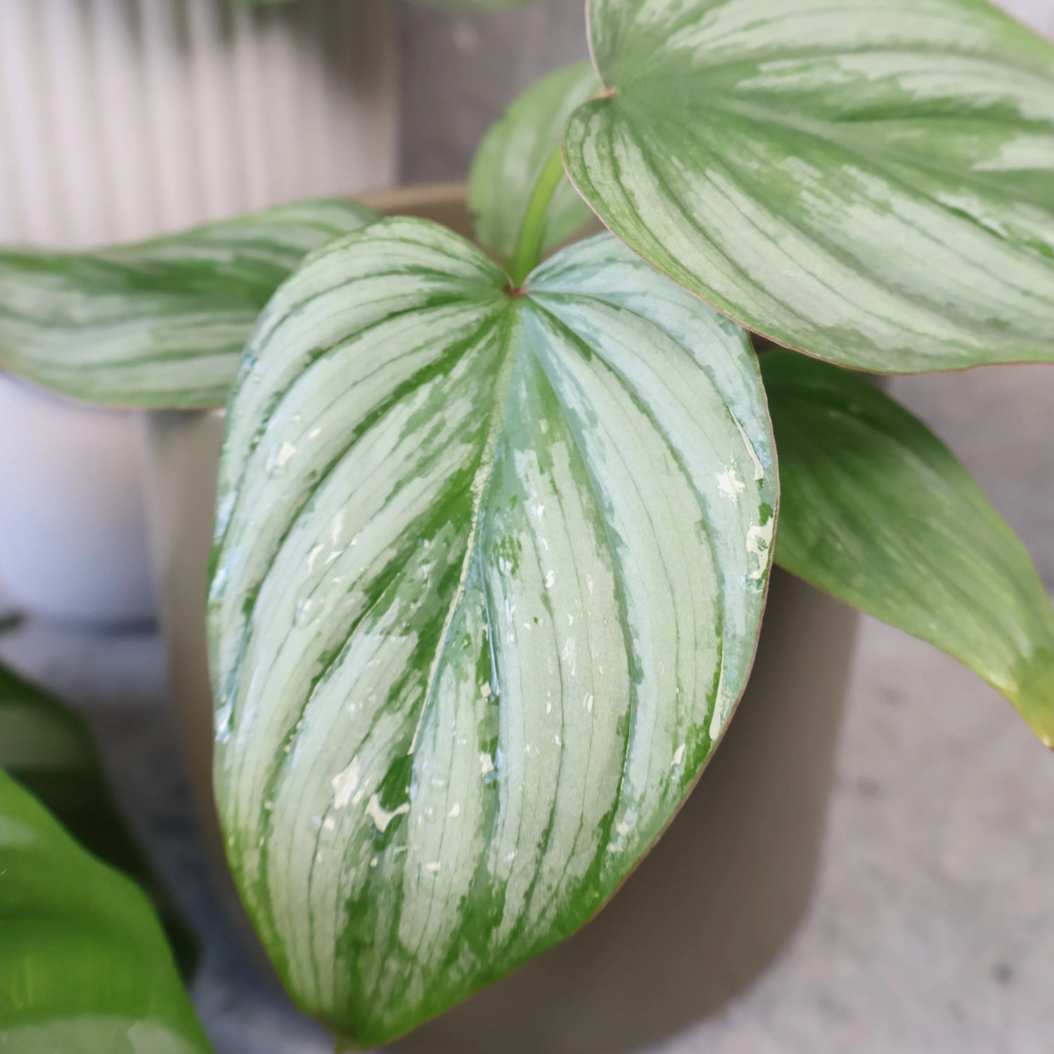 Philodendron mamei Silver Cloud 70mm
