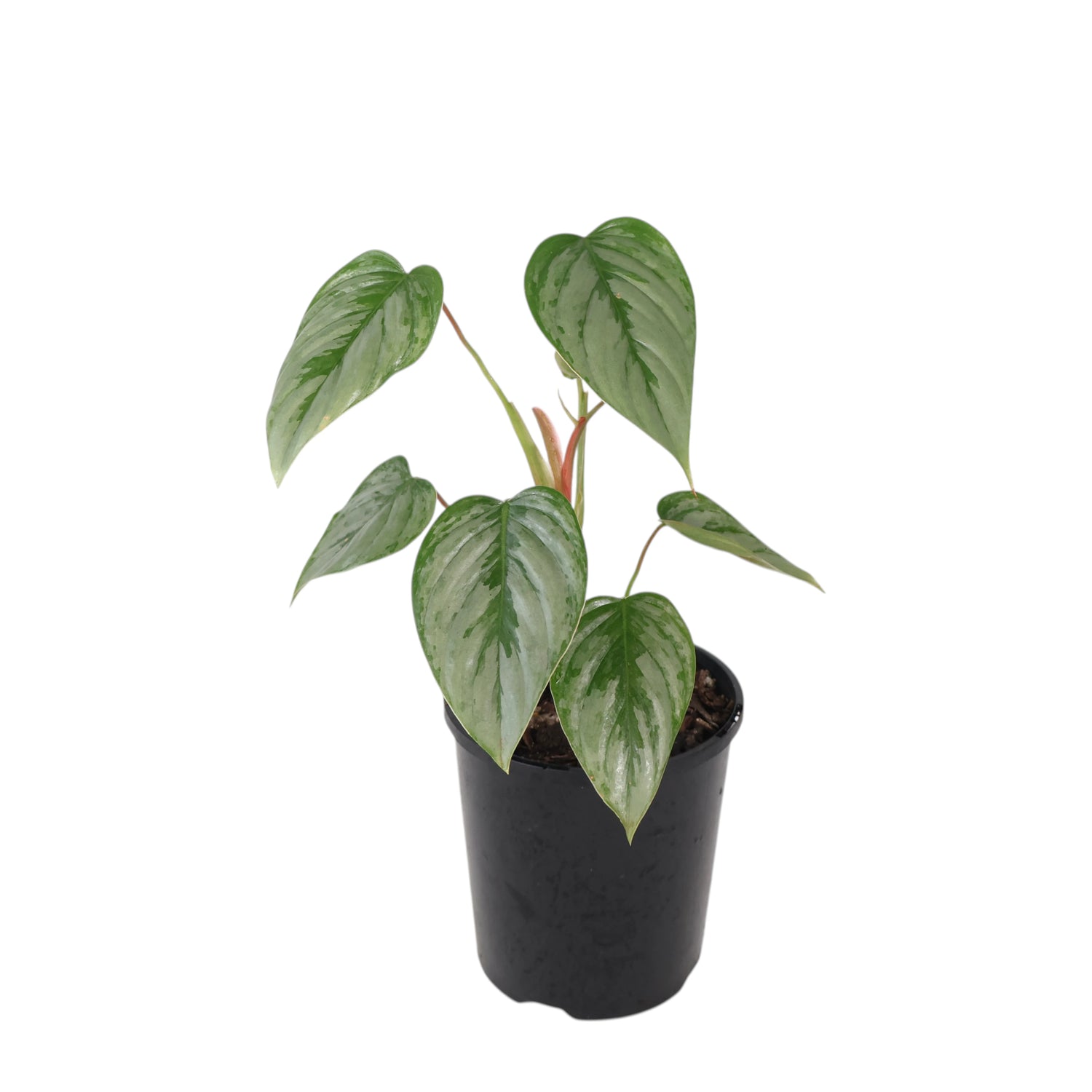 Philodendron Sodiroi 125mm