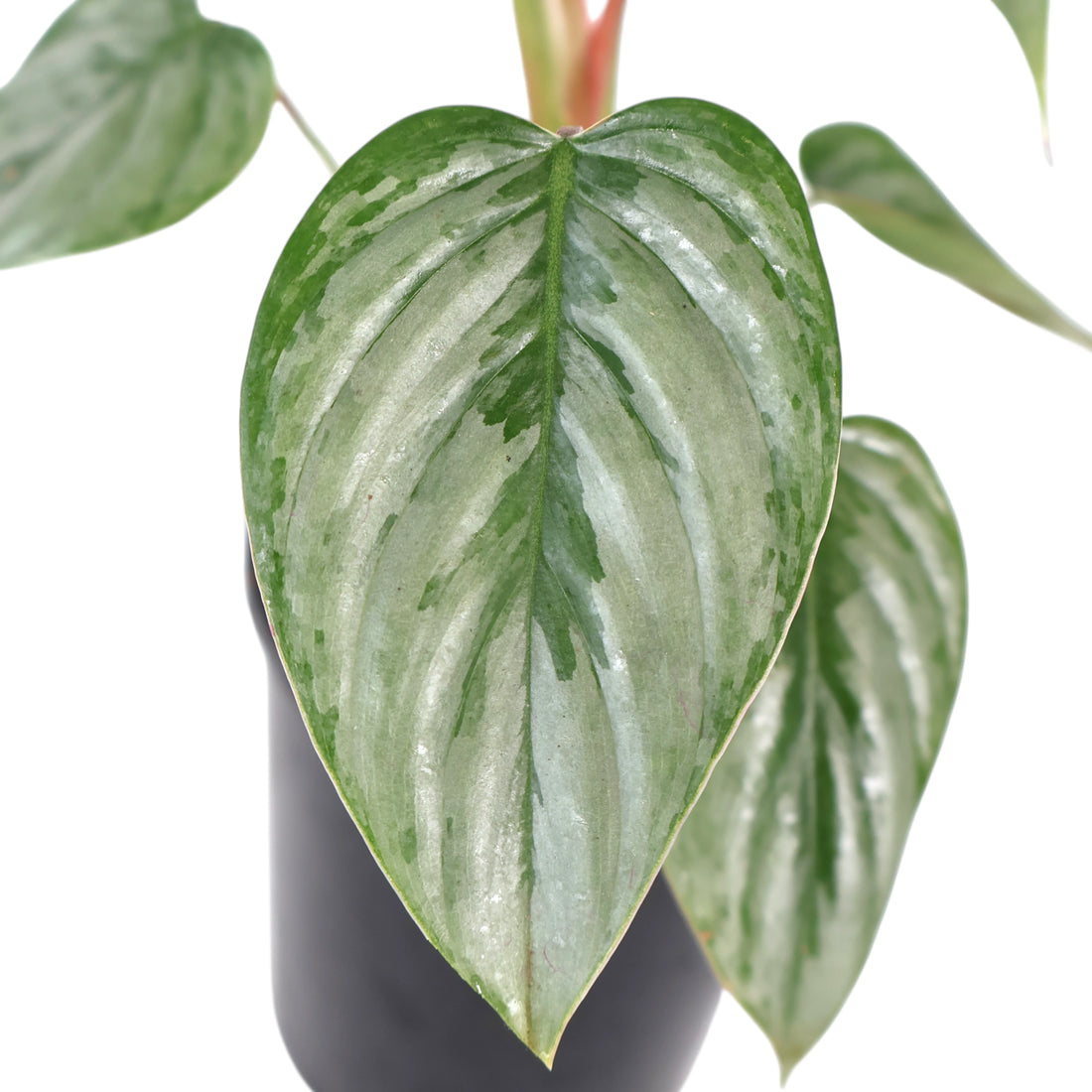 Philodendron Sodiroi 125mm