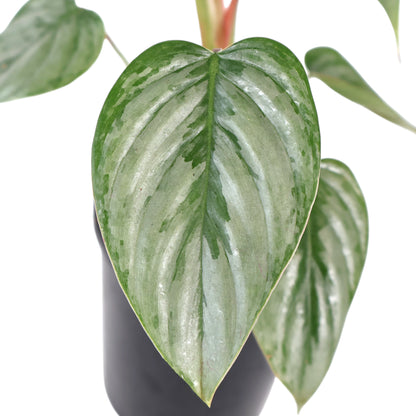 Philodendron Sodiroi 125mm