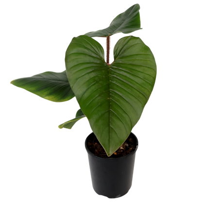 Philodendron squamicaule Serpens 125mm