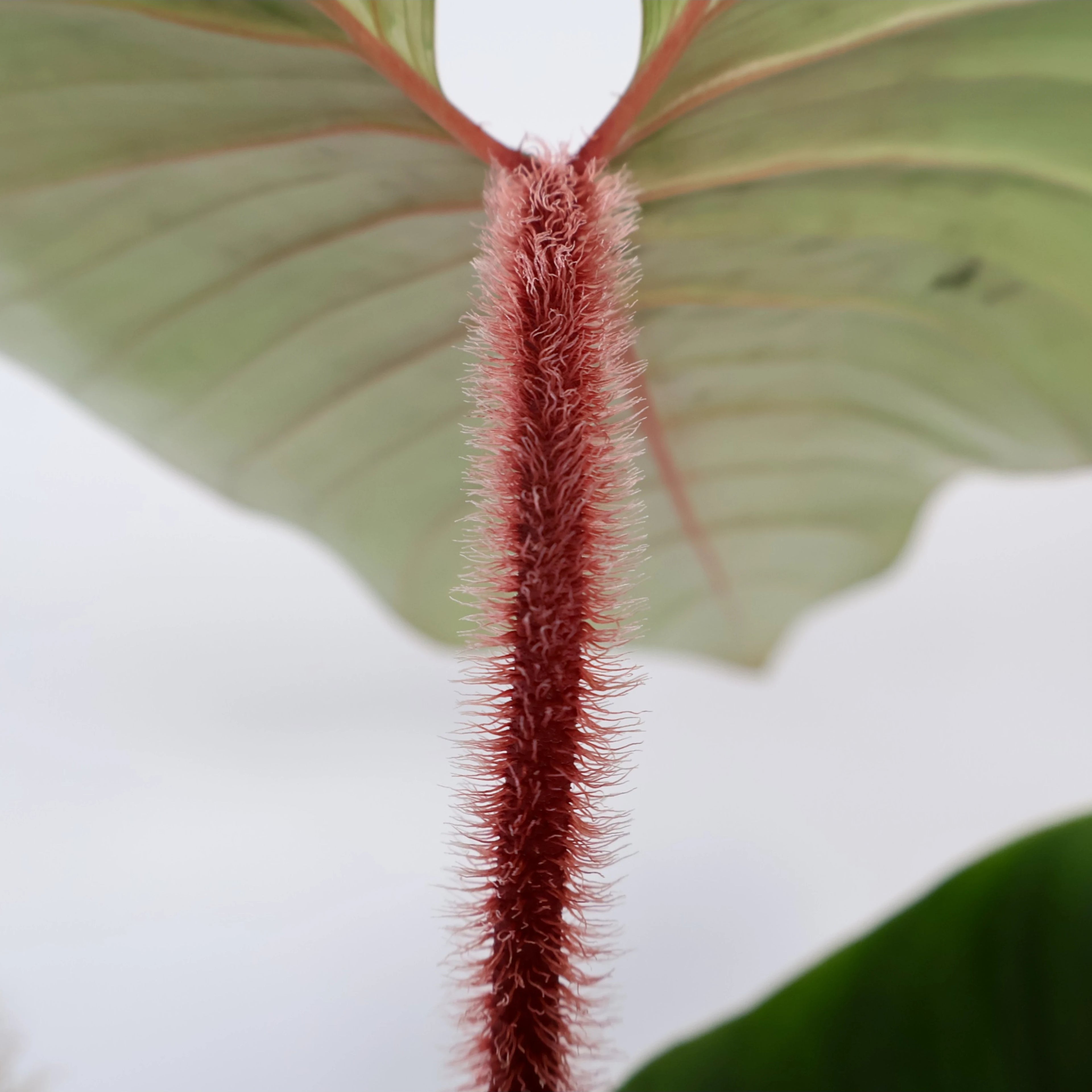 Philodendron squamicaule Serpens 125mm