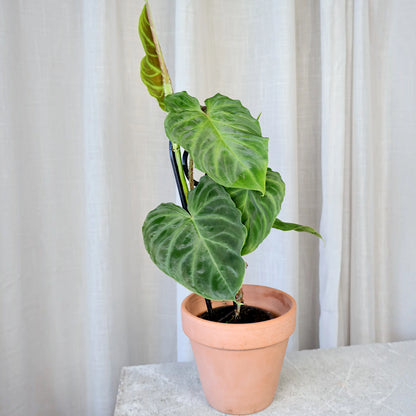 Philodendron Verrucosum 90mm