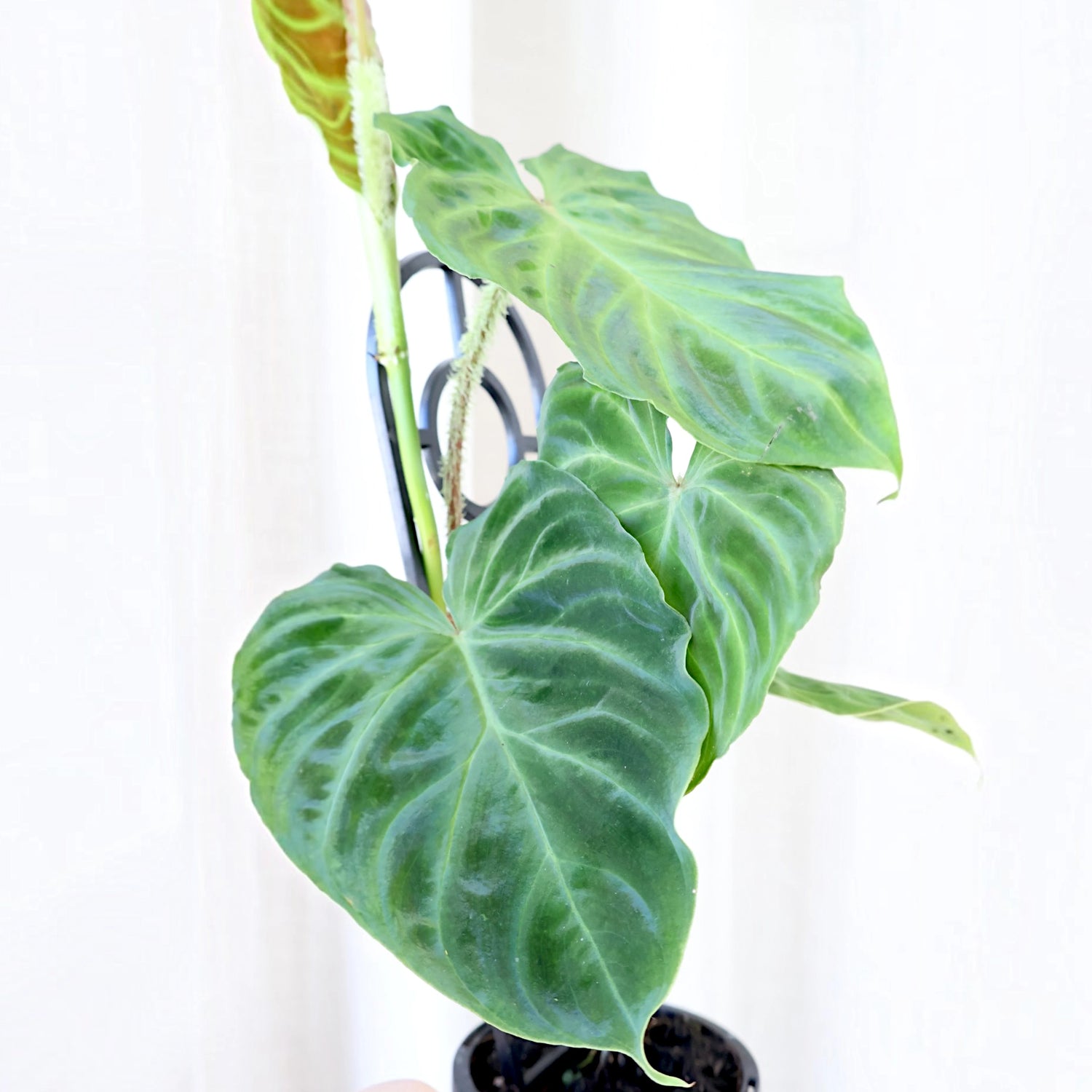 Philodendron Verrucosum 90mm