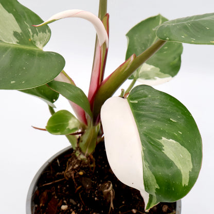 Philodendron Erubescens White Princess 120mm