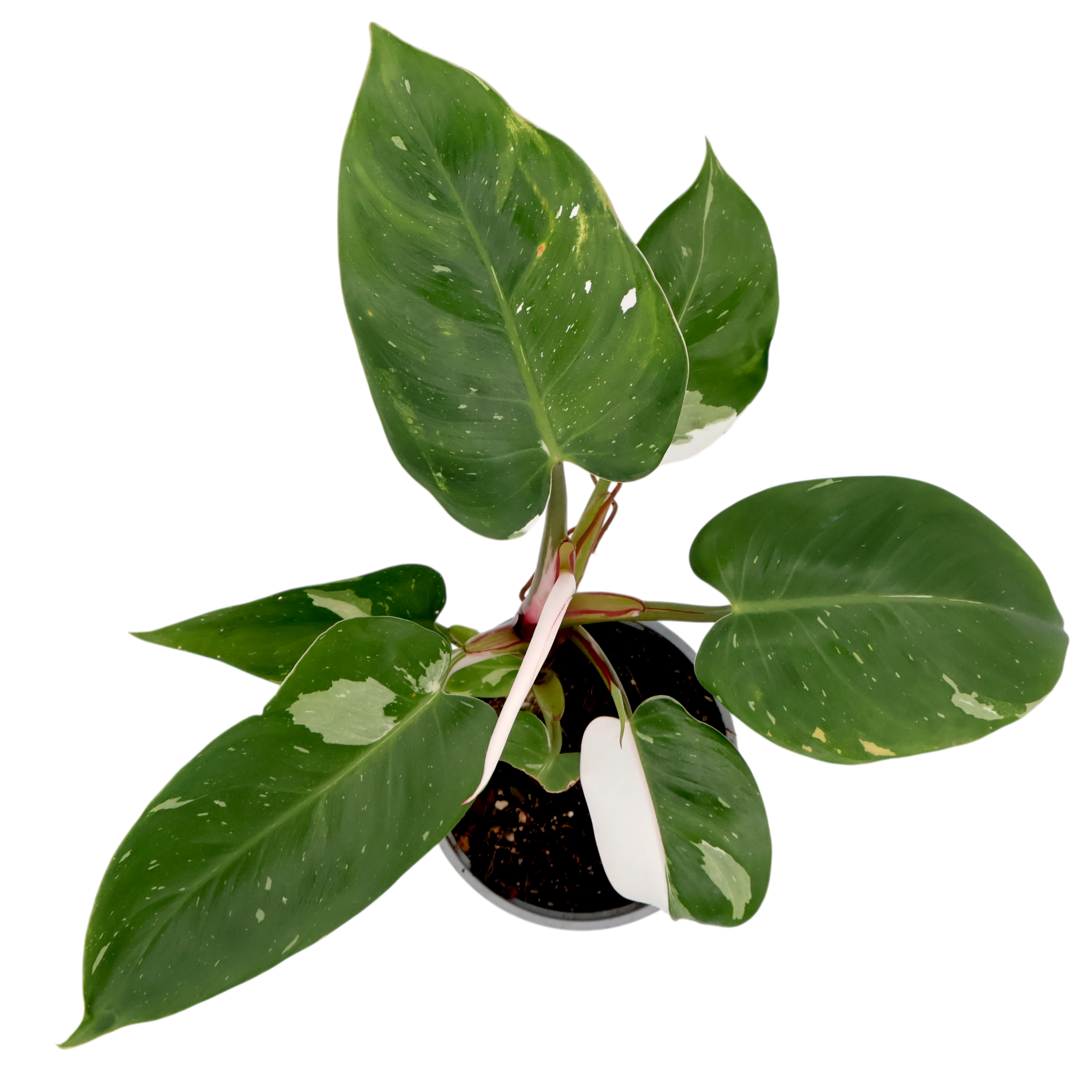 Philodendron Erubescens White Princess 120mm