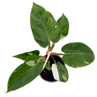 Philodendron Erubescens White Princess 120mm