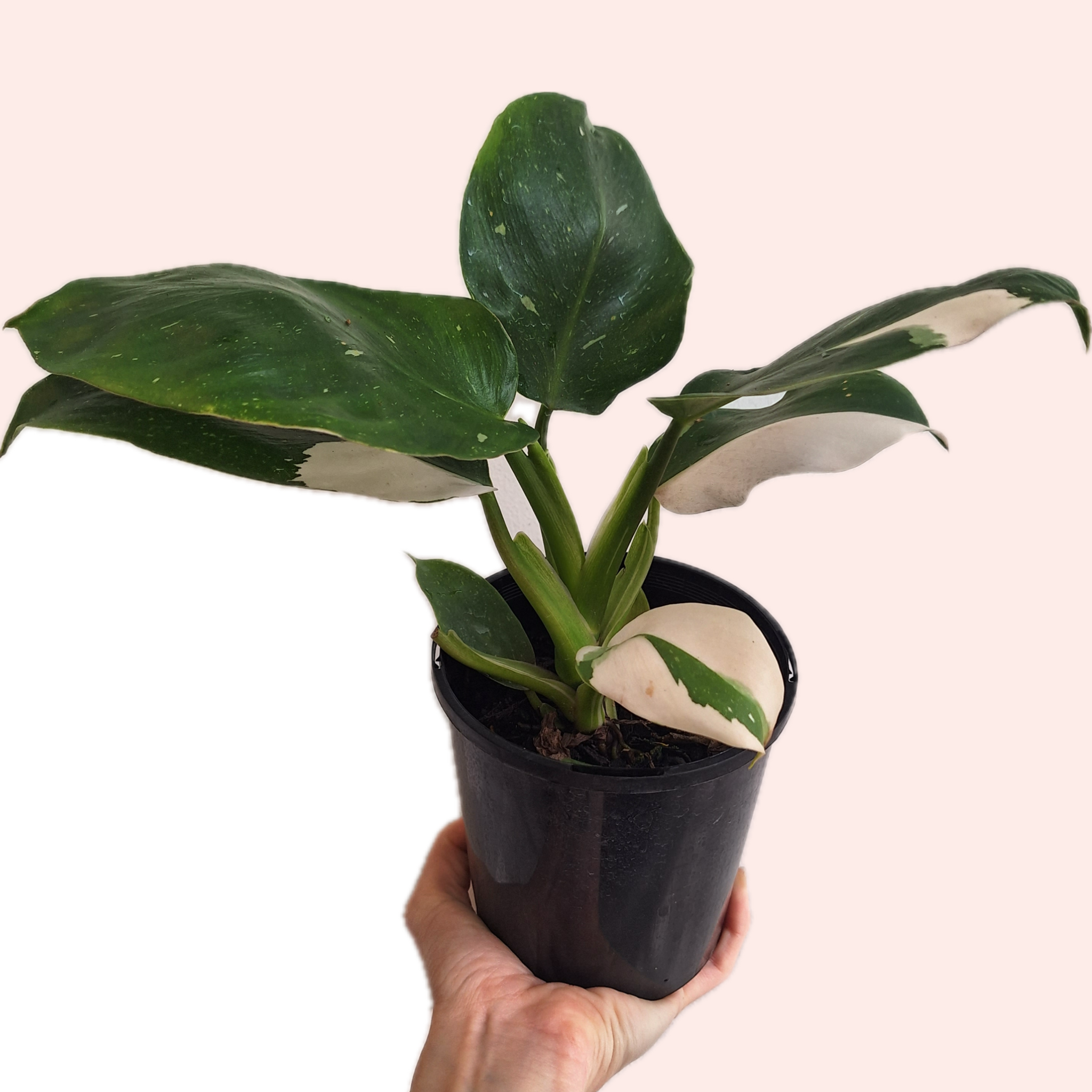 Philodendron White Wizard 120mm Variegated