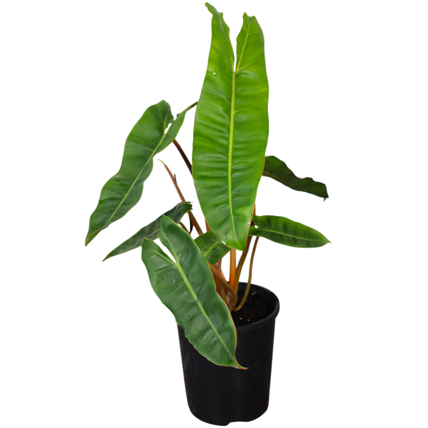 Philodendron Billietiae 125mm