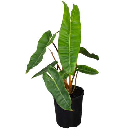 Philodendron Billietiae 125mm
