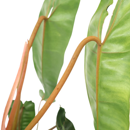 Philodendron Billietiae 125mm