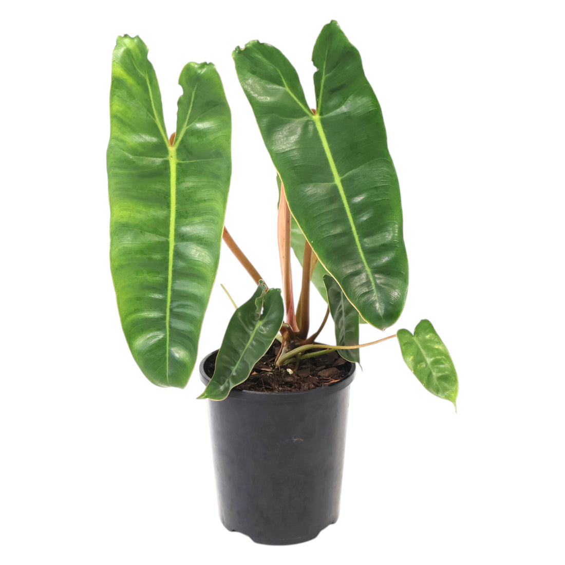 Philodendron Billietiae 125mm