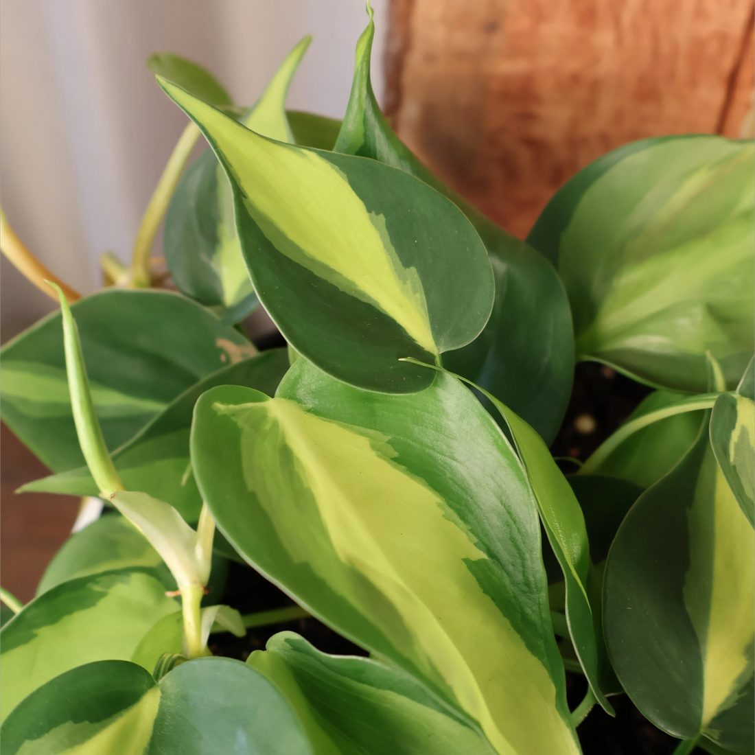 Philodendron Brasil 125mm