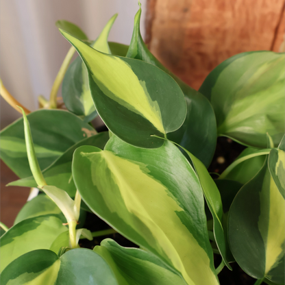 Philodendron Brasil 125mm