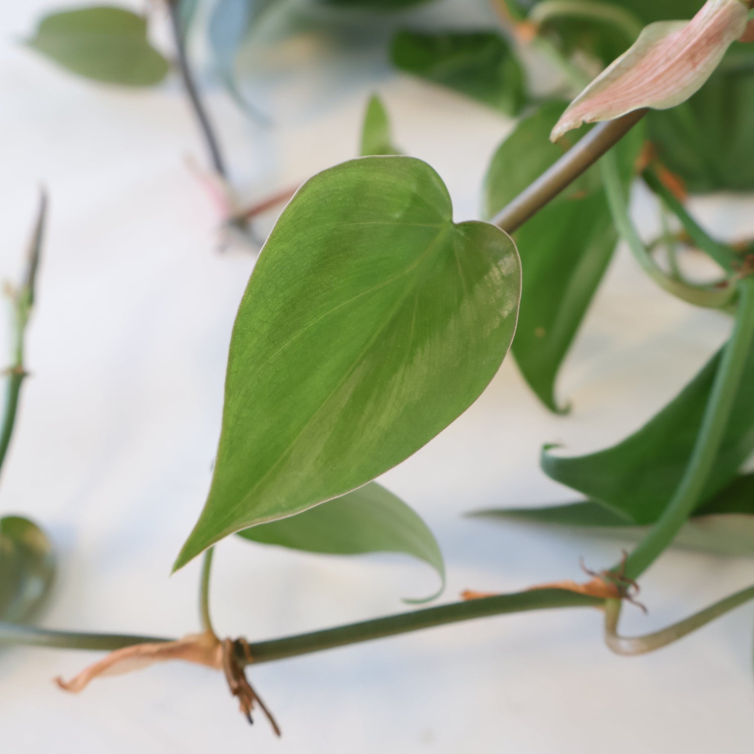 Philodendron Cordatum 170mm HB