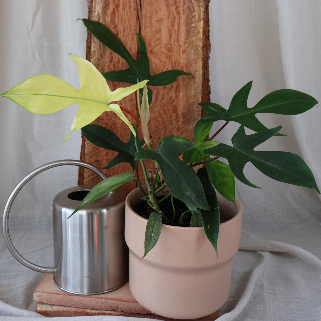Philodendron Florida Ghost 125m