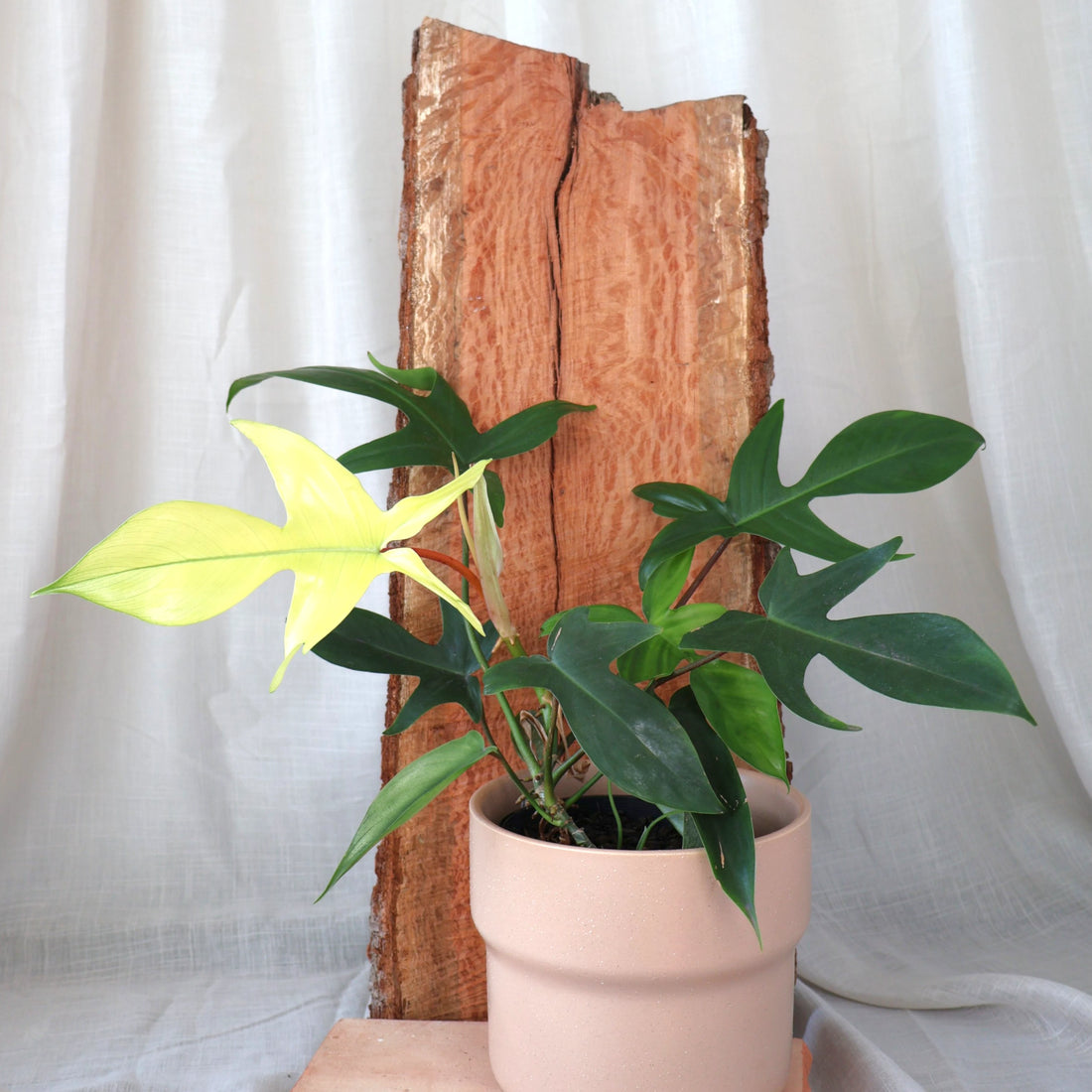Philodendron Florida Ghost 125mm